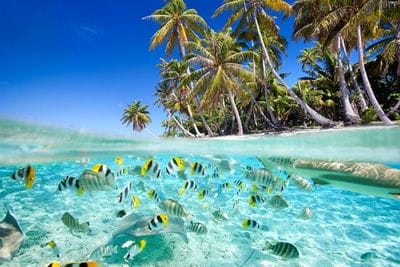 cu-lao-cham-eco-travel-guide-vietnam