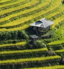Top 15 most beautiful terraced rice fields destinations in the North Vietnam