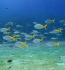 What To Do and Travel Guide on Cham Island