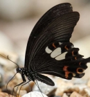 Hoang Lien National Park: Comprehensive Guide 2024