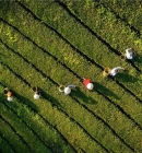 Long Coc Tea Hills in Phu Tho