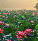Top 10 Best Places To See Lotus Flowers In Vietnam
