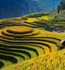 Best Things To Do In Mu Cang Chai - A Complete Travel Guide