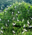 Thung Nham Bird Park In Ninh Binh