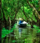 Tra Su Cajuput Forest & Bird Sanctuary: A Complete Travel Guide