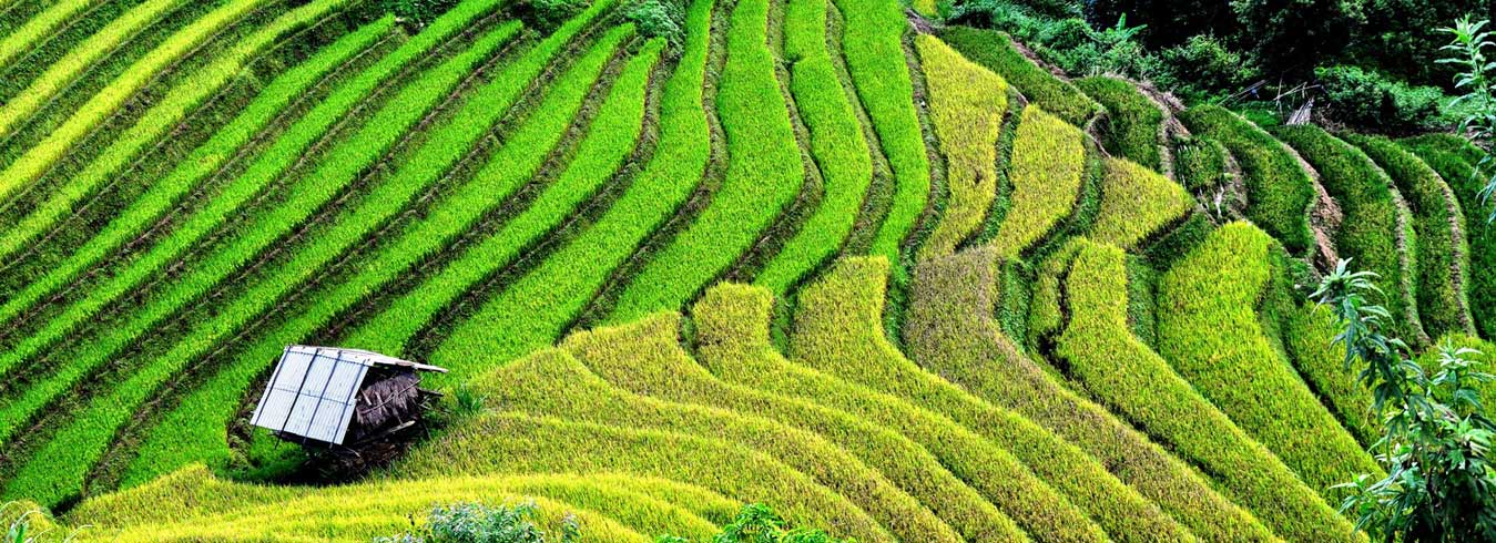 terraced-rice-fields-in-Ha-Giang